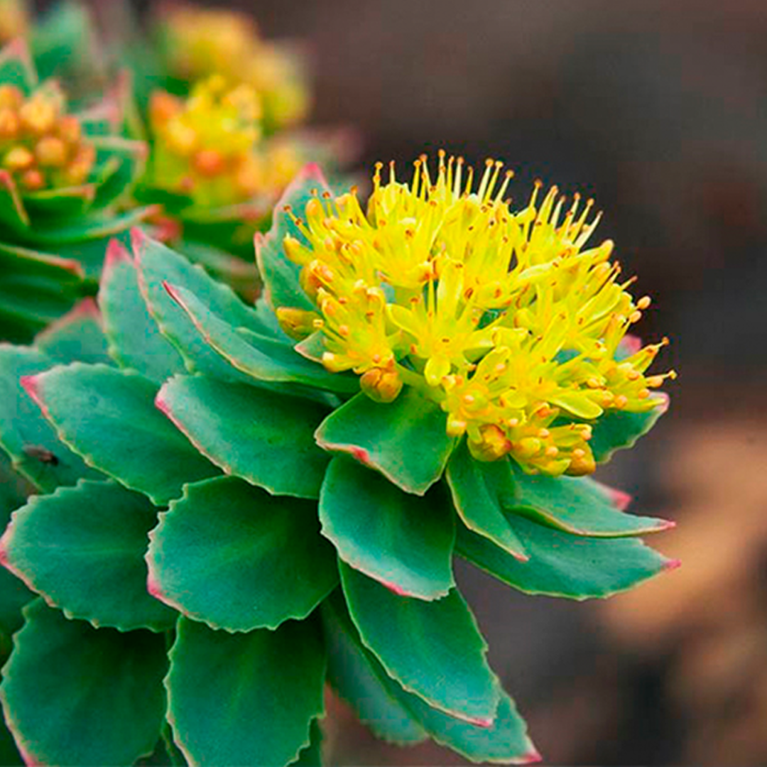Rhodiola Rosea
